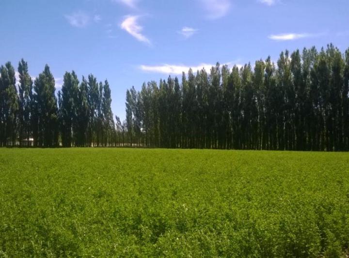 Campo · 20ha