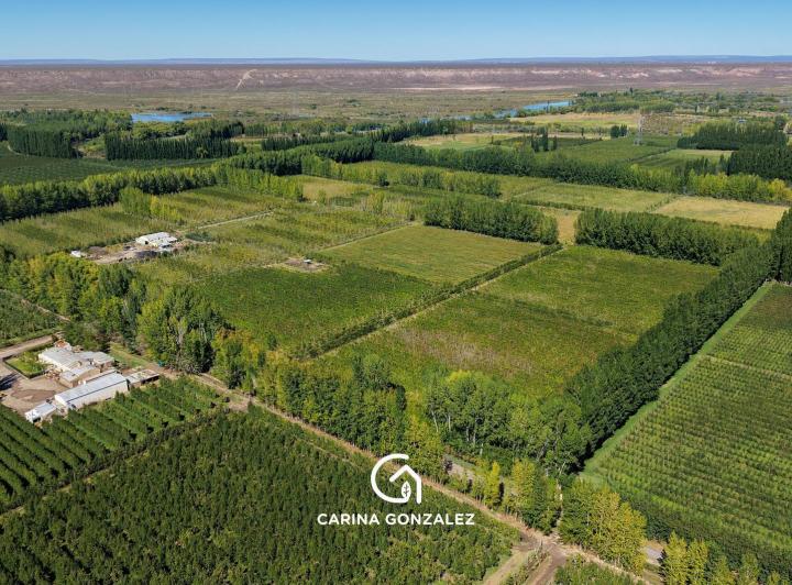 Campo · 240000ha