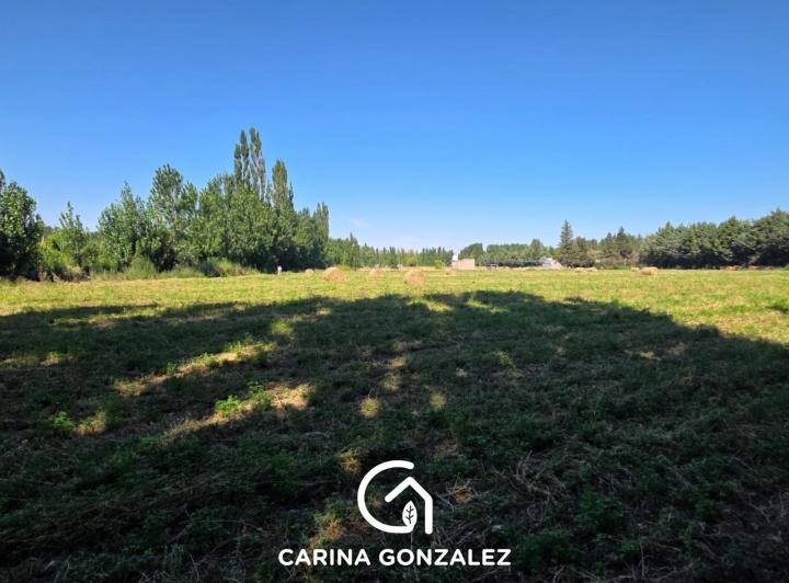 Campo