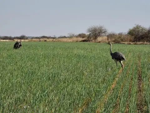 Campo en Venta en Burruyacu, Burruyacú