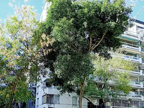 Departamento en Alquiler en Colegiales, Capital Federal