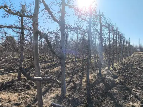 Campo en Venta en Cipolletti, General Roca