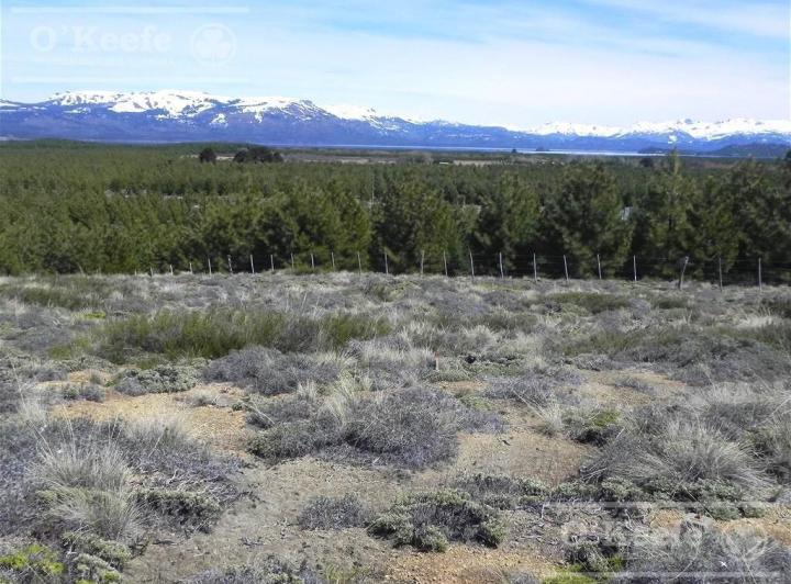 Campo · 40000m²