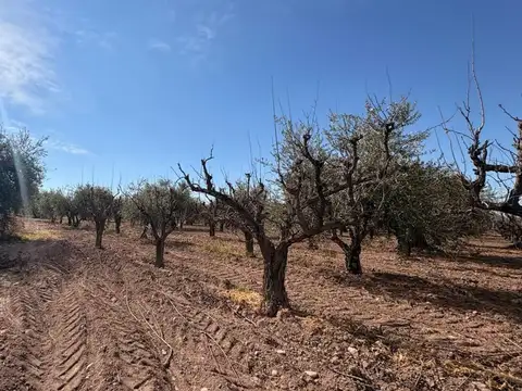 Campo en Venta en Cruz de Piedra, Maipú