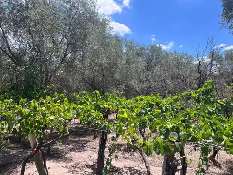 Campo en Venta en Las Heras, Mendoza