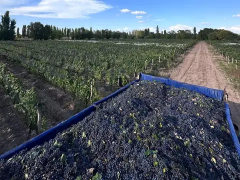 Campo en Venta en Agrelo, Luján de Cuyo