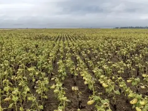 Campo en Venta en Benito Juarez, Partido de Benito Juárez