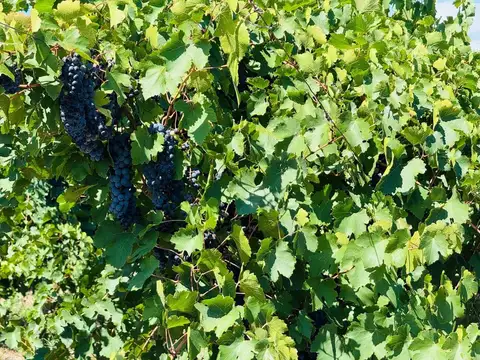 Campo en Venta en Monte Caseros, San Martín