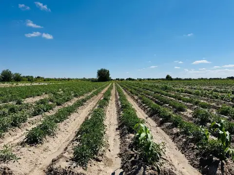 Campo en Venta en Monte Caseros, San Martín