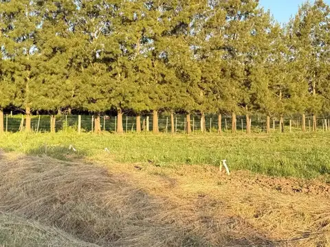Terreno en Venta en Zapiola, Partido de Lobos