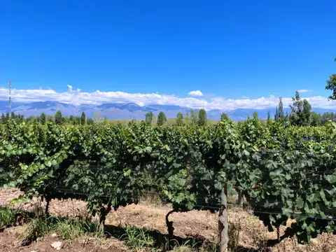 Campo en Venta en Tunuyan, Tunuyán
