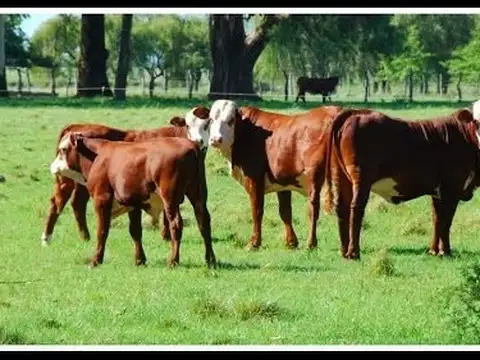 Campo en Venta en Palo Santo, Pirané