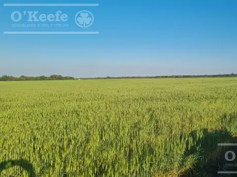 Campo en Venta en General Manuel Belgrano, Patino
