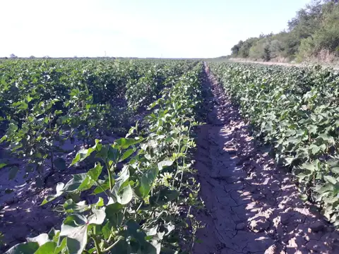 Campo en Venta en Santiago del Estero, Capital