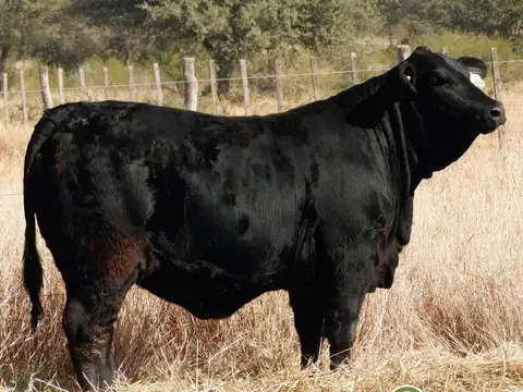 Campo en Venta en Malbran, Aguirre