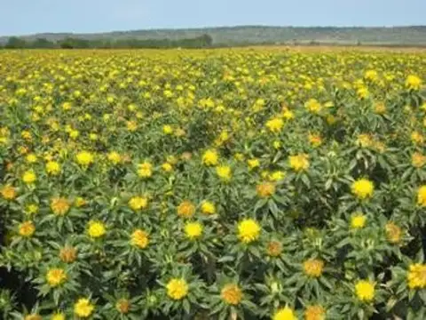 Campo en Venta en San Lorenzo, Capital