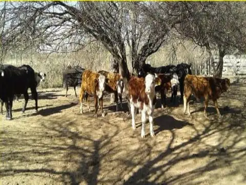 Campo en Venta en Garza, Sarmiento