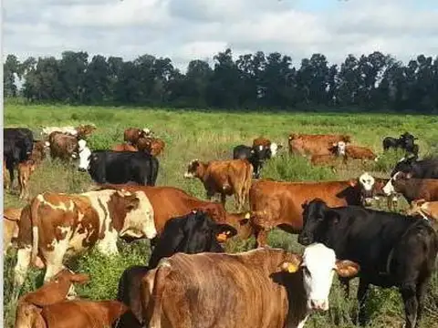 Campo en Venta en Fernandez, Robles