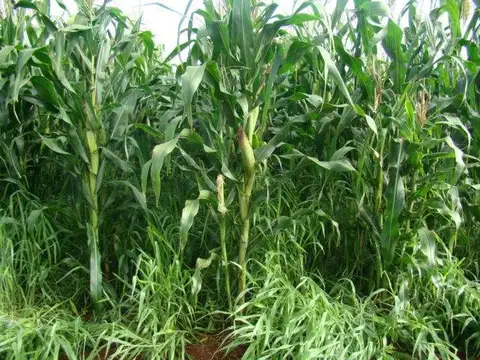 Campo en Venta en Bandera, Belgrano