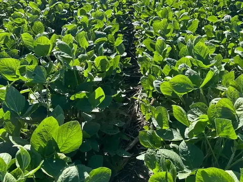 Campo en Venta en Bandera, Belgrano
