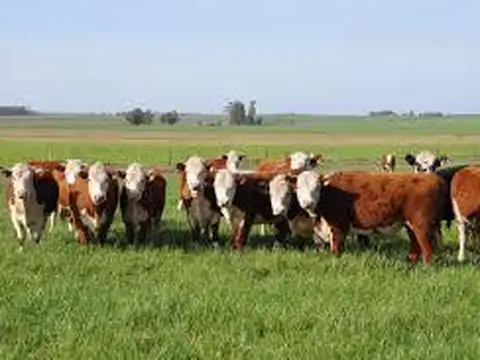 Campo en Venta en Herrera, Avellaneda