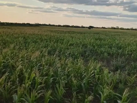 Campo en Venta en Pampa de los Guanacos, Copo