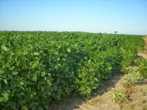 Campo en Venta en Malbran, Aguirre