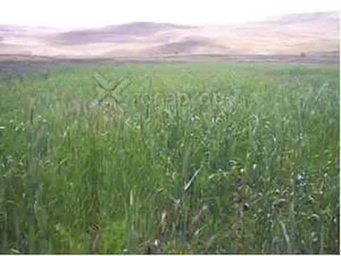Campo en Venta en La Leona, Lago Argentino