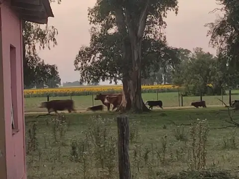 Campo en Venta en Roque Pérez, Partido de Roque Pérez