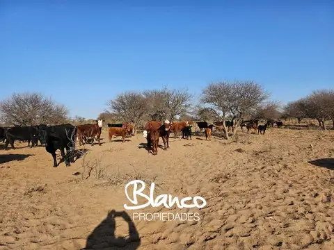 Campo en Venta en Santa Rosa, Capital