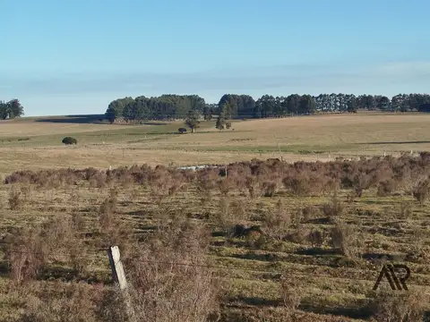 Campo en Venta en El Odre, Loventué