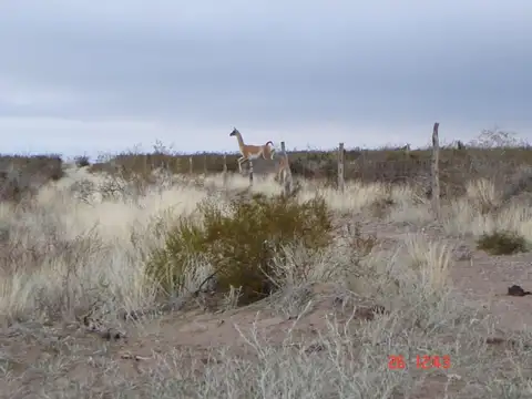 Campo en Venta en Puelen, Puelén