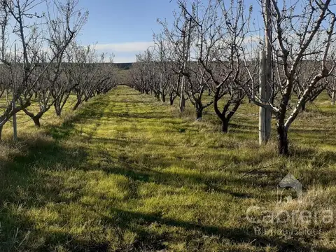Campo en Venta en Caleu Caleu, La Pampa