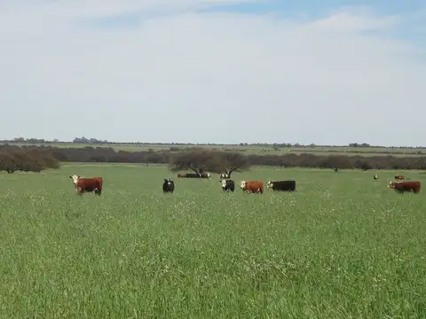 Campo en Venta en Chacharramendi, Utracán