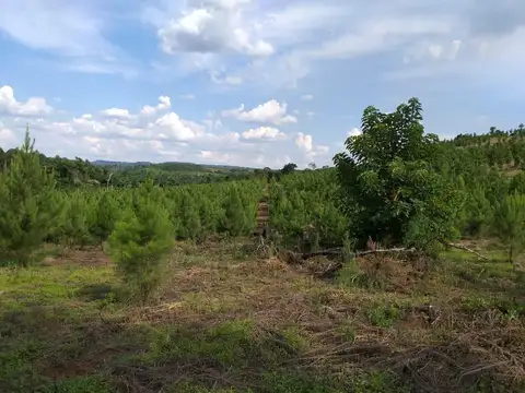 Terreno en Venta en San Pedro, Misiones