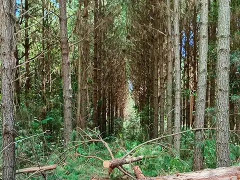 Campo en Venta en Eldorado, Misiones