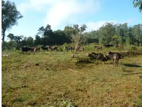 Campo en Venta en Capiovi, Libertador General San Martín
