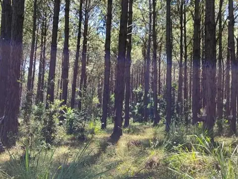 Campo en Venta en Cerro Cora, Candelaria
