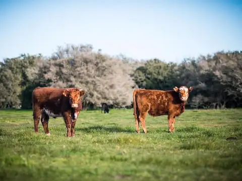 Campo en Venta en San Roque, Corrientes