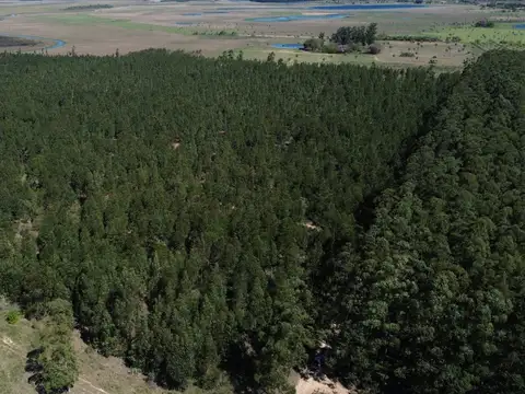 Campo en Venta en Colonia Pando, San Roque