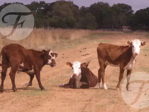Campo en Venta en Ituzaingó, Corrientes