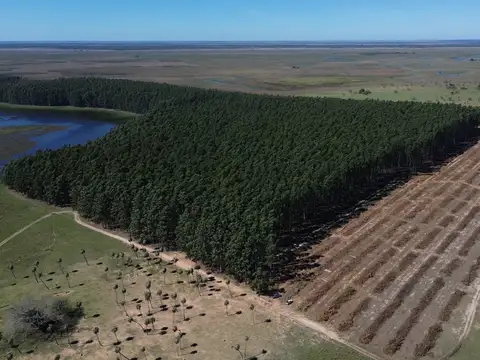Campo en Venta en Colonia Pando, San Roque