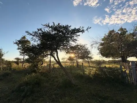 Campo en Venta en Sauce, Concepción