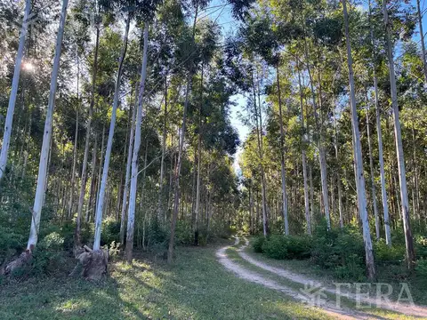 Campo en Venta en Santa Rosa, Concepción