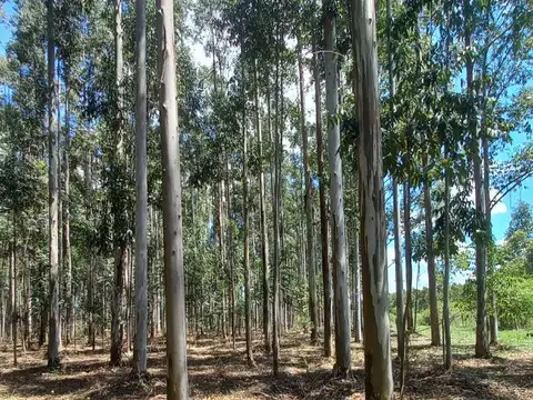 Campo en Venta en Alvear, General Alvear