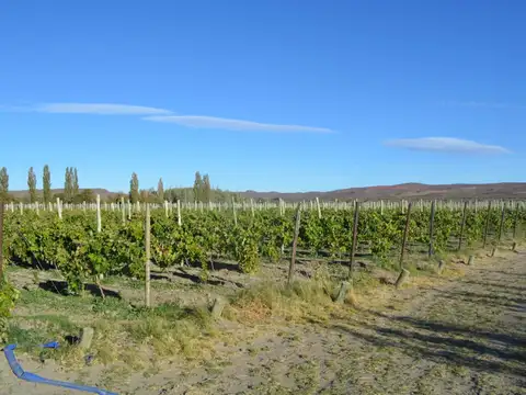 Campo en Venta en Los Altares, Paso de Indios