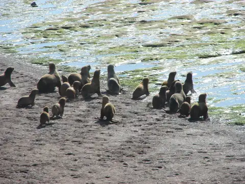 Campo en Venta en Puerto Madryn, Biedma