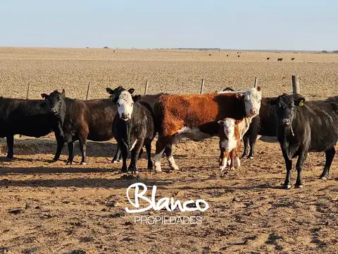 Campo en Venta en San Luis, Juan Martín de Pueyrredón