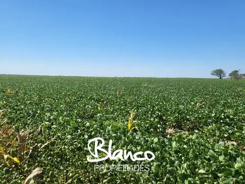 Campo en Venta en San Luis, Juan Martín de Pueyrredón