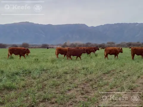 Campo en Venta en San Luis, Juan Martín de Pueyrredón